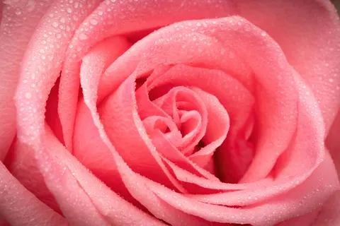 Wallpaper Bunga Mawar 4K · flowers · 3840×2560