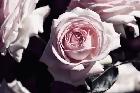Wallpaper Bunga Mawar 4K · flowers · 3840×2560