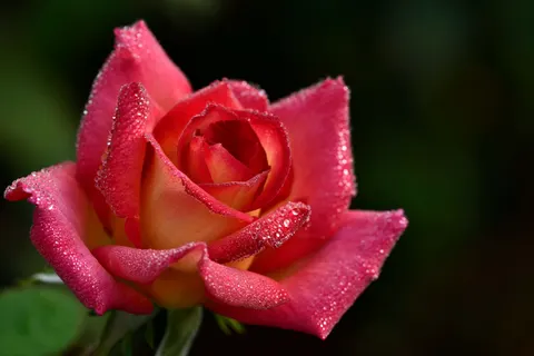 Hình nền Hoa Hồng 4K · flowers · 3840×2560