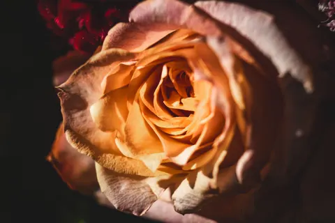 Sfondo Rosa 4K · flowers · 3840×2560