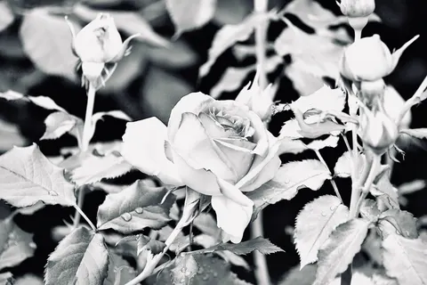 गुलाब 4K वॉलपेपर · flowers · 3840×2560
