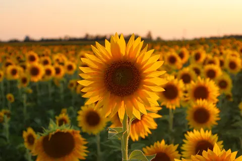 सूरजमुखी का खेत 4K वॉलपेपर · flowers · 3840×2560