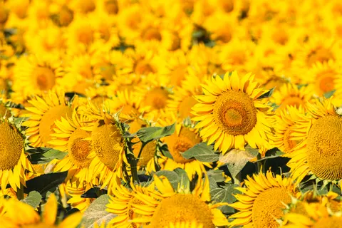 सूरजमुखी का खेत 4K वॉलपेपर · flowers · 3840×2560