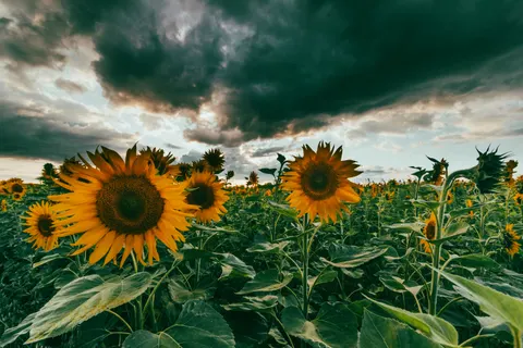 सूरजमुखी का खेत 4K वॉलपेपर · flowers · 3840×2563