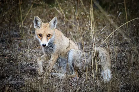 Fox 4K Wallpaper · animals · 3840×2560