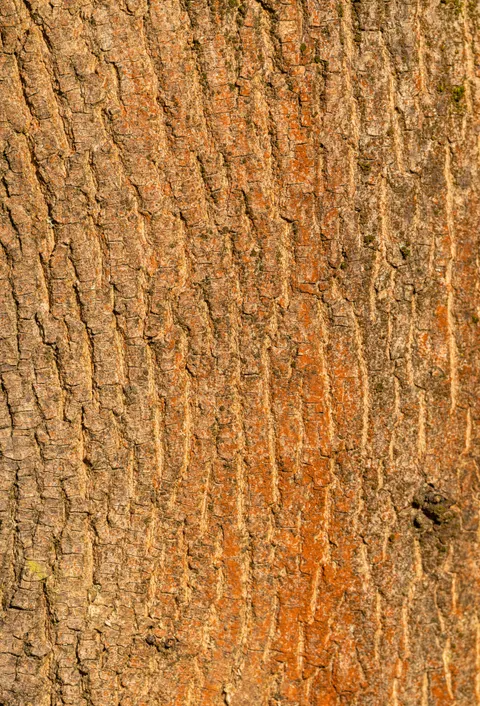 Wood Grain Phone Wallpaper · marble · 1440×2118