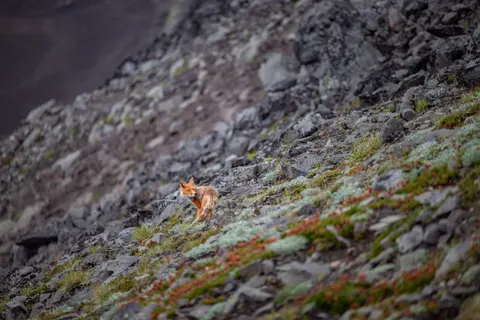 लोमड़ी 4K वॉलपेपर · animals · 3840×2560
