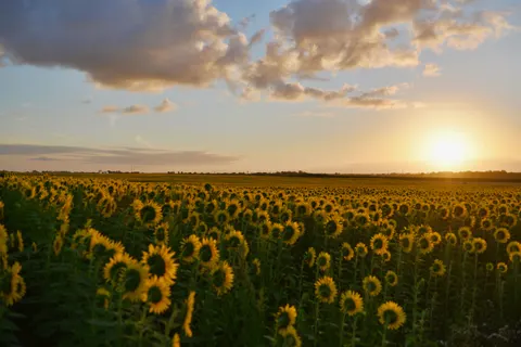 Zonnebloemenveld 4K-achtergrond · flowers · 3840×2563
