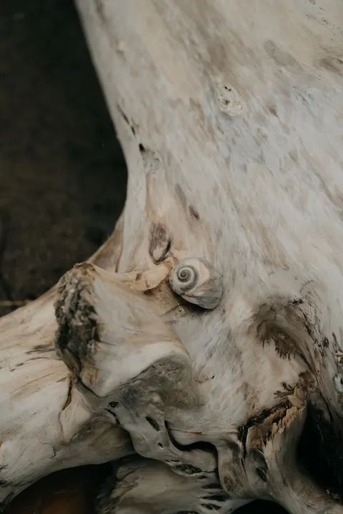 Wood Grain Phone Wallpaper · marble · 1440×2160