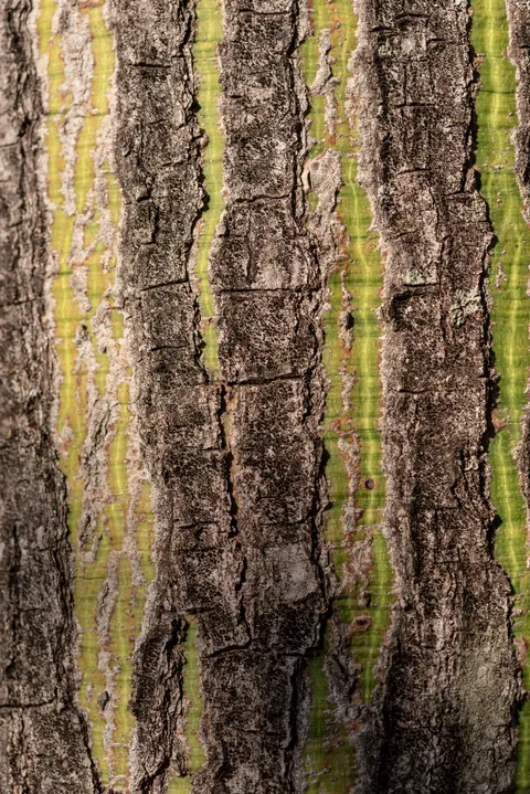 Wood Grain Phone Wallpaper · marble · 1440×2157