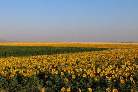 सूरजमुखी का खेत 4K वॉलपेपर · flowers · 3840×2560