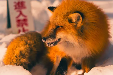 狐狸 4K桌布 · animals · 3840×2560