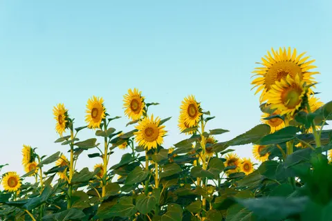 Hình nền Cánh Đồng Hoa Hướng Dương 4K · flowers · 3840×2560