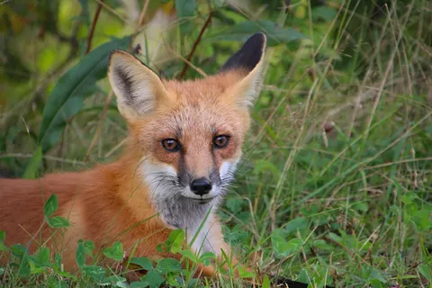 Fox 4K Wallpaper · animals · 3840×2560