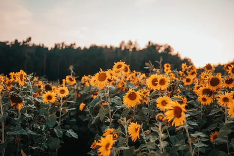 सूरजमुखी का खेत 4K वॉलपेपर · flowers · 3840×2560