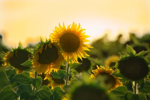 Hình nền Cánh Đồng Hoa Hướng Dương 4K · flowers · 3840×2561