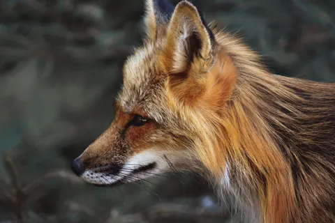 लोमड़ी 4K वॉलपेपर · animals · 3840×2560