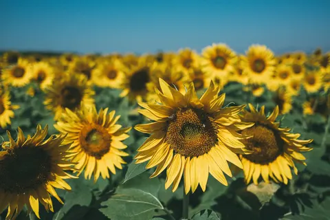 सूरजमुखी का खेत 4K वॉलपेपर · flowers · 3840×2560