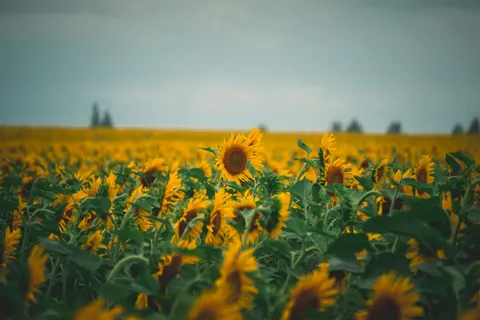 Hình nền Cánh Đồng Hoa Hướng Dương 4K · flowers · 3840×2560