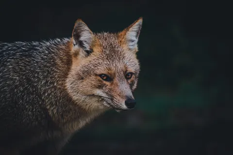 Fox 4K Wallpaper · animals · 3840×2560