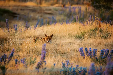 लोमड़ी 4K वॉलपेपर · animals · 3840×2563