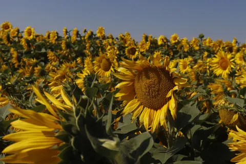 सूरजमुखी का खेत 4K वॉलपेपर · flowers · 3840×2560