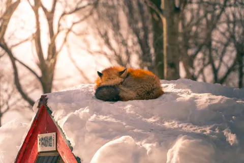 Fox 4K Wallpaper · animals · 3840×2560