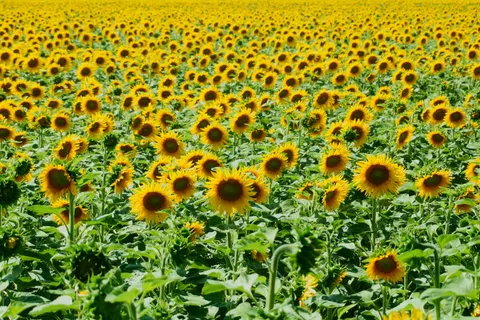 सूरजमुखी का खेत 4K वॉलपेपर · flowers · 3840×2560