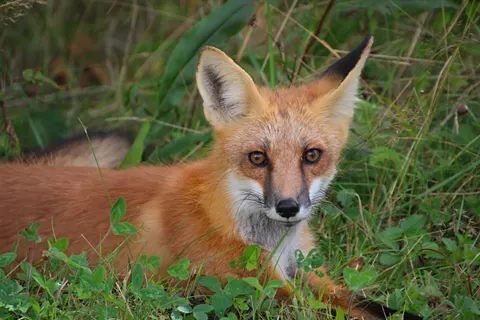 Fox 4K Wallpaper · animals · 3840×2560
