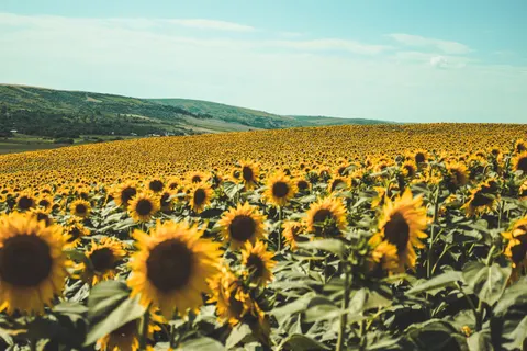सूरजमुखी का खेत 4K वॉलपेपर · flowers · 3840×2560
