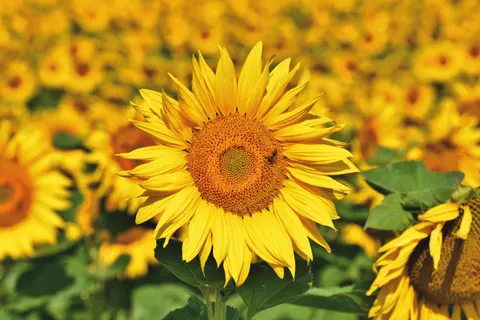 सूरजमुखी का खेत 4K वॉलपेपर · flowers · 3840×2560