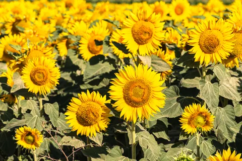 सूरजमुखी का खेत 4K वॉलपेपर · flowers · 3840×2560