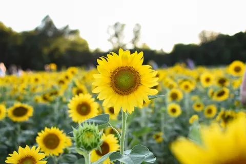 Fond d'écran Champ de tournesols 4K · flowers · 3840×2560