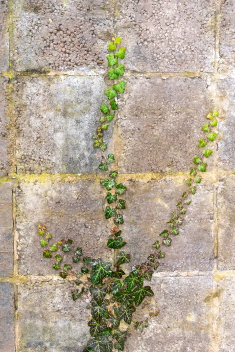 Stone Wall Phone Wallpaper · marble · 1440×2160