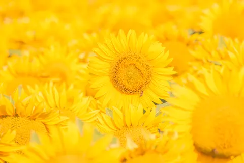 सूरजमुखी का खेत 4K वॉलपेपर · flowers · 3840×2560