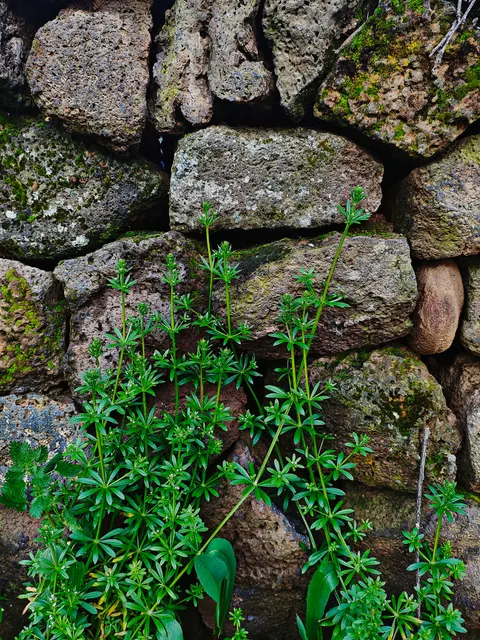 Stone Wall Phone Wallpaper · marble · 1440×1920