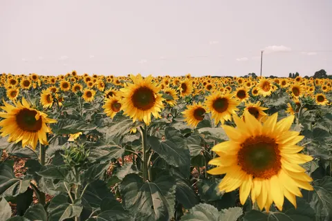 सूरजमुखी का खेत 4K वॉलपेपर · flowers · 3840×2560