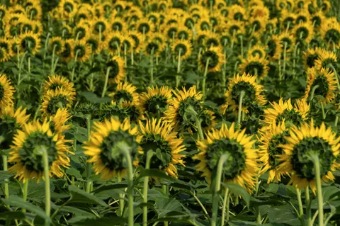 Hình nền Cánh Đồng Hoa Hướng Dương 4K · flowers · 3840×2553