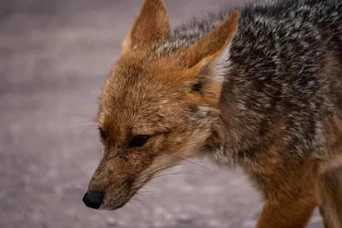 Fox 4K Wallpaper · animals · 3840×2560