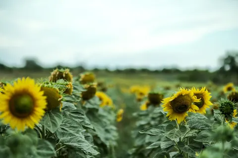 Hình nền Cánh Đồng Hoa Hướng Dương 4K · flowers · 3840×2560