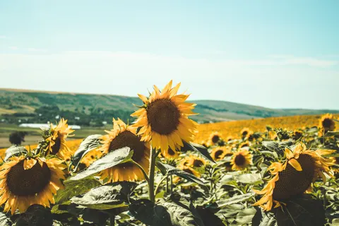सूरजमुखी का खेत 4K वॉलपेपर · flowers · 3840×2560