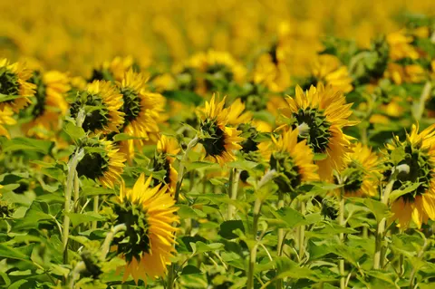 Hình nền Cánh Đồng Hoa Hướng Dương 4K · flowers · 3840×2553