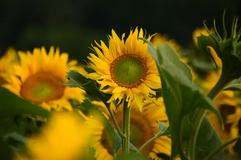 सूरजमुखी का खेत 4K वॉलपेपर · flowers · 3840×2560