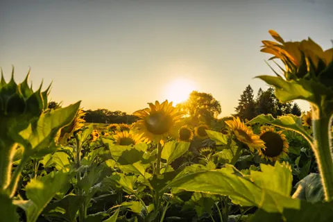 सूरजमुखी का खेत 4K वॉलपेपर · flowers · 3840×2560