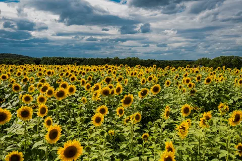 Hình nền Cánh Đồng Hoa Hướng Dương 4K · flowers · 3840×2563