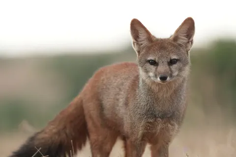 लोमड़ी 4K वॉलपेपर · animals · 3840×2560