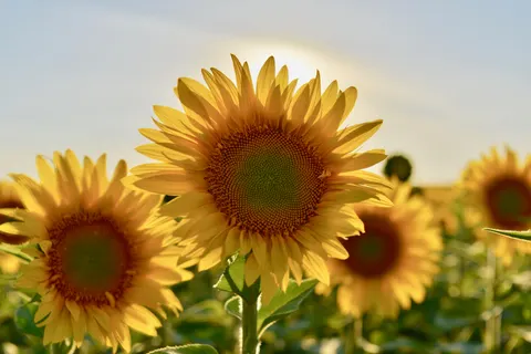 सूरजमुखी का खेत 4K वॉलपेपर · flowers · 3840×2563