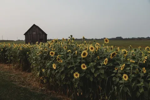 Hình nền Cánh Đồng Hoa Hướng Dương 4K · flowers · 3840×2560