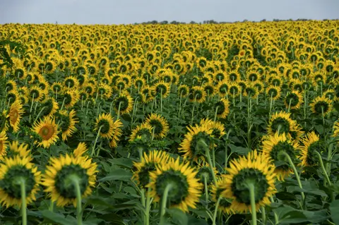 Hình nền Cánh Đồng Hoa Hướng Dương 4K · flowers · 3840×2553