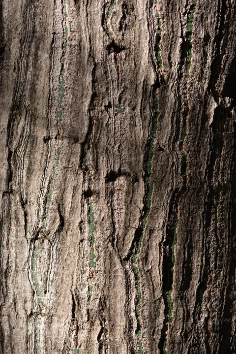 Wood Grain Phone Wallpaper · marble · 1440×2157